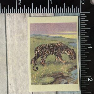 🌀10/$10🌀 Classic Vicious Cats Lion Tiger Cheetah Reusable Washi Sticker Decal